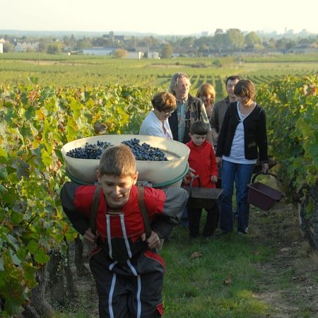 François Audebert vigneron à Bourgueil