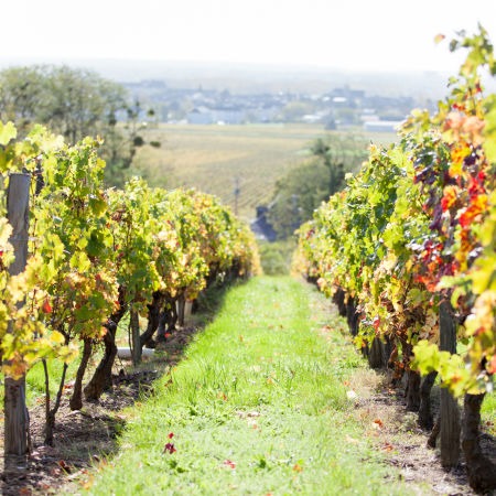 vignoble val loire rang vigne aoc bourgueil