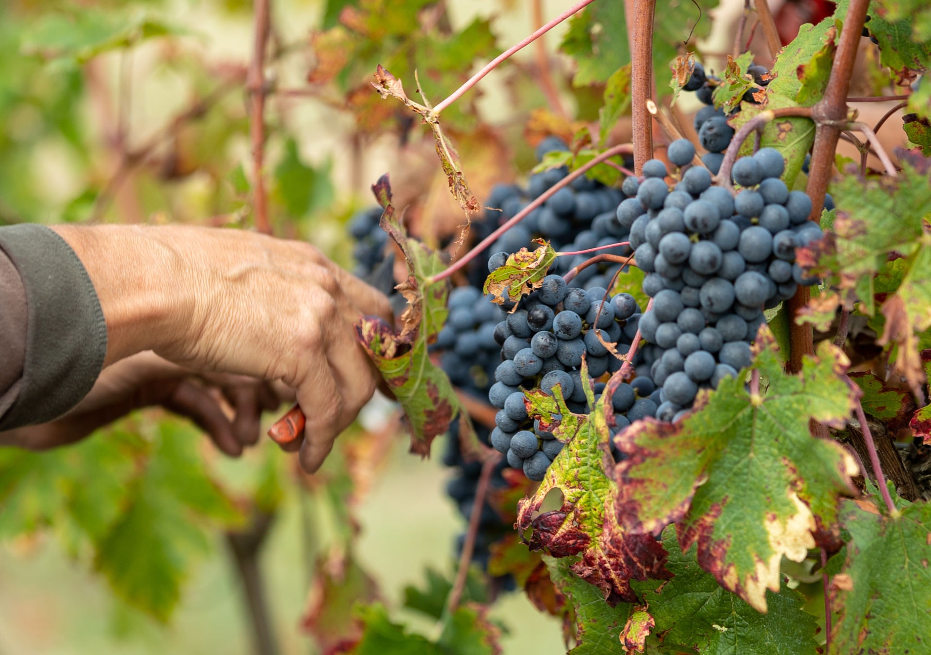 vendanges bourgueil cabernet franc