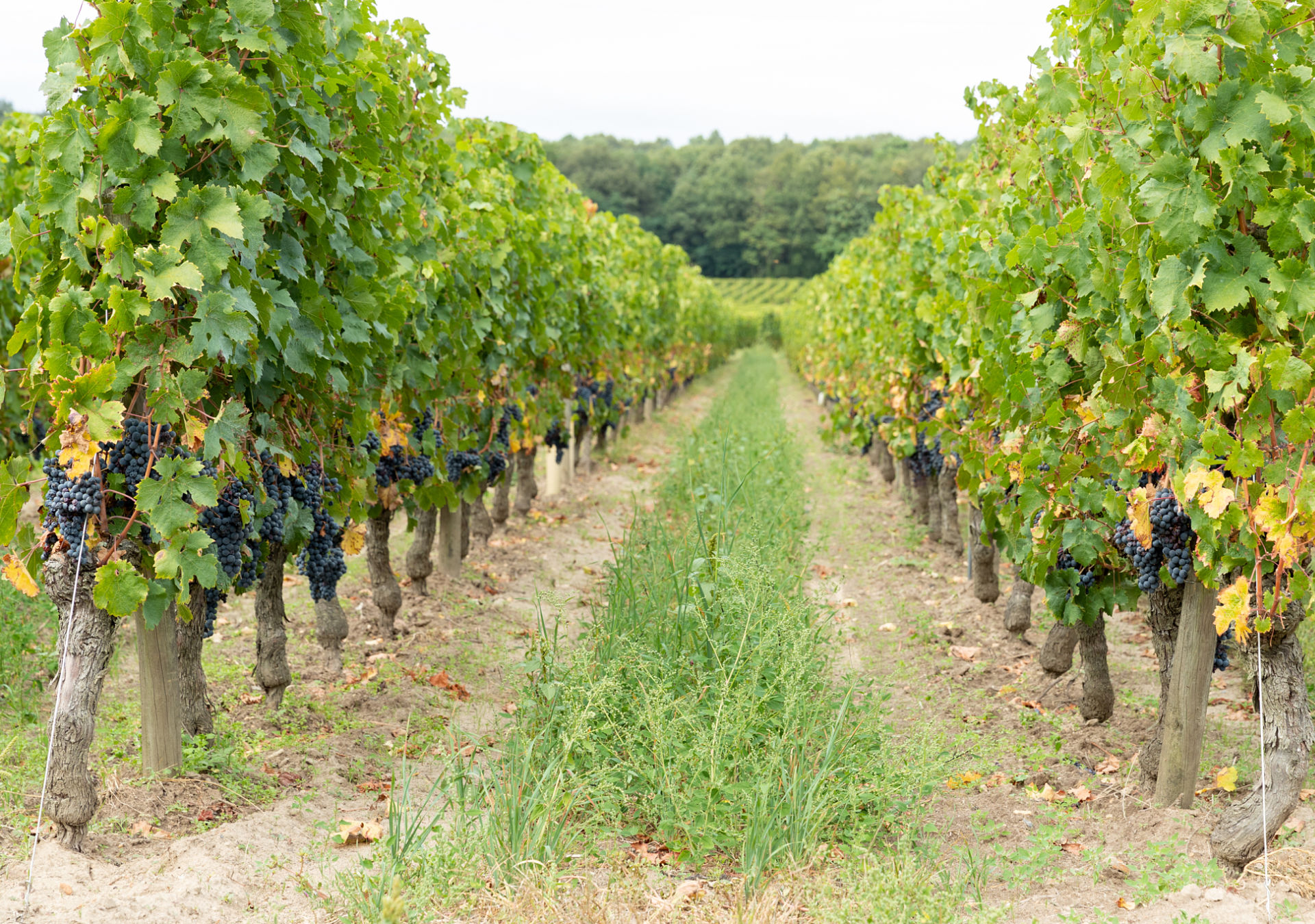 Vignoble bourgueil vendange cabernet franc