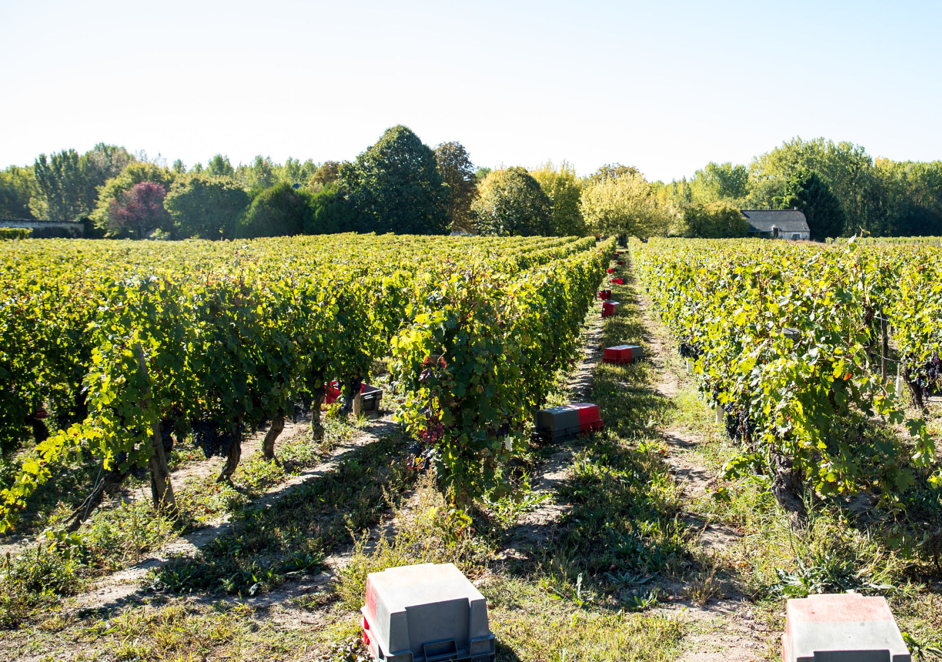 vignoble bourgueil cabernet franc vendanges