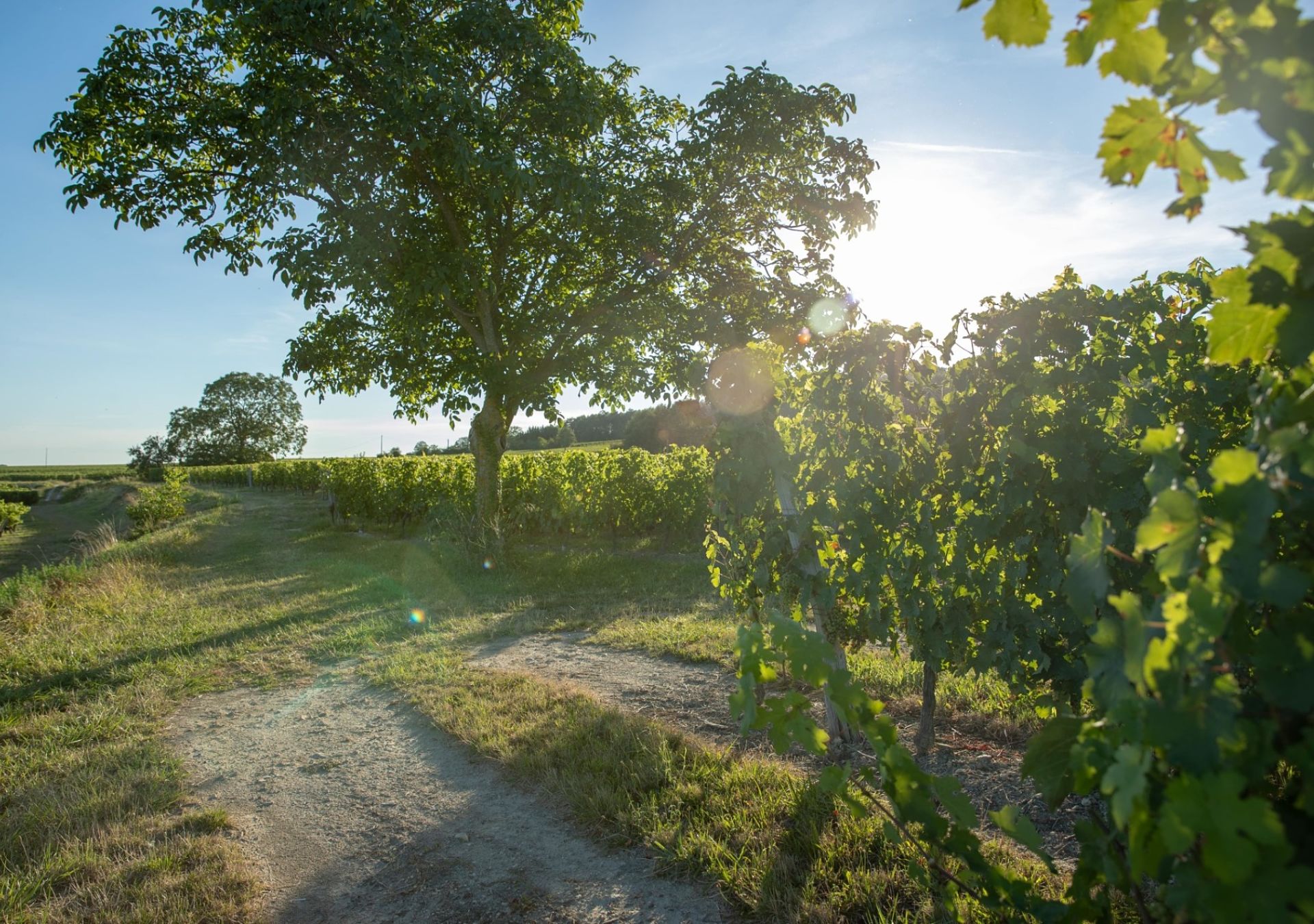 VIGNOBLE BOURGUEIL CABERNET FRANC