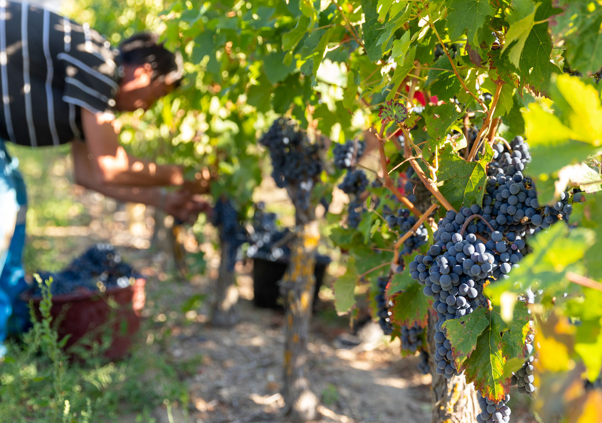 vendange cabernet franc bourgueil 1920x1350